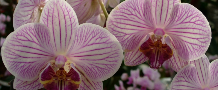 Come curare orchidea in vaso