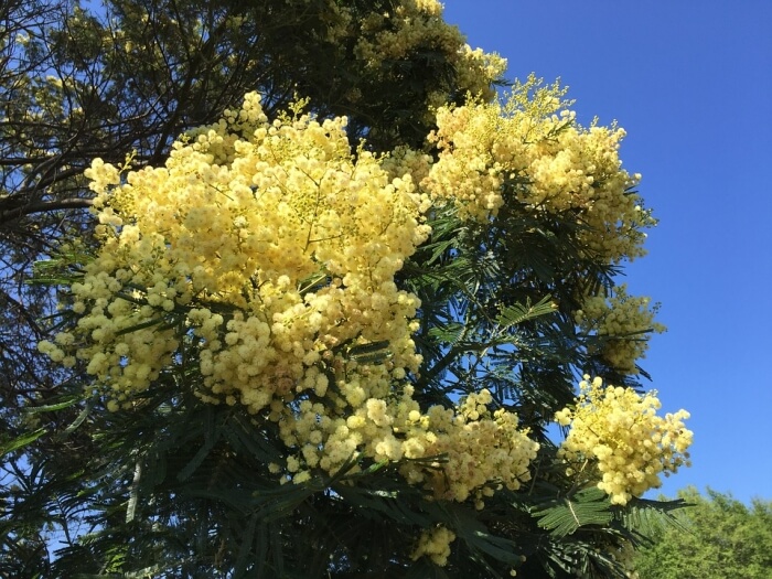 Alberi A Crescita Rapida Caratteristiche E Tipologie