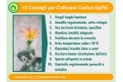 Cactus Epifiti: Guida Completa per la Cura e Coltivazione