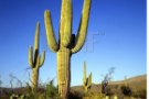 Cactus Giganti: Guida Completa alle Specie, Coltivazione e Cura