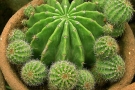 Coltivare cactus