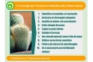 Malattie delle Piante Grasse: Prevenzione e Cura per un Giardino Sano