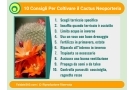 Neoporteria: Guida Completa alla Coltivazione e Cura di Questo Cactus Unico