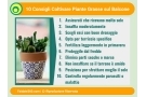 La Guida Completa per Coltivare Piante Grasse sul Tuo Balcone