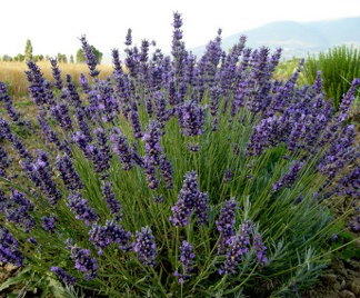 Lavanda Coltivazione