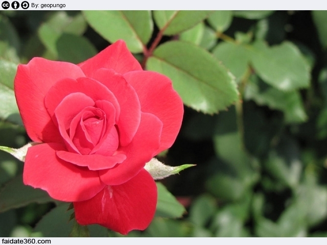 Potare Le Rose Rampicanti O A Cespuglio In Vaso O In Giardino