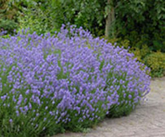 Potatura Lavanda